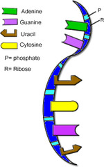 <ul><li><p>Single stranded</p></li><li><p>Instead of thymine, uses the base known as Uracil</p></li><li><p>Sugar on backbone is ribose</p></li></ul>