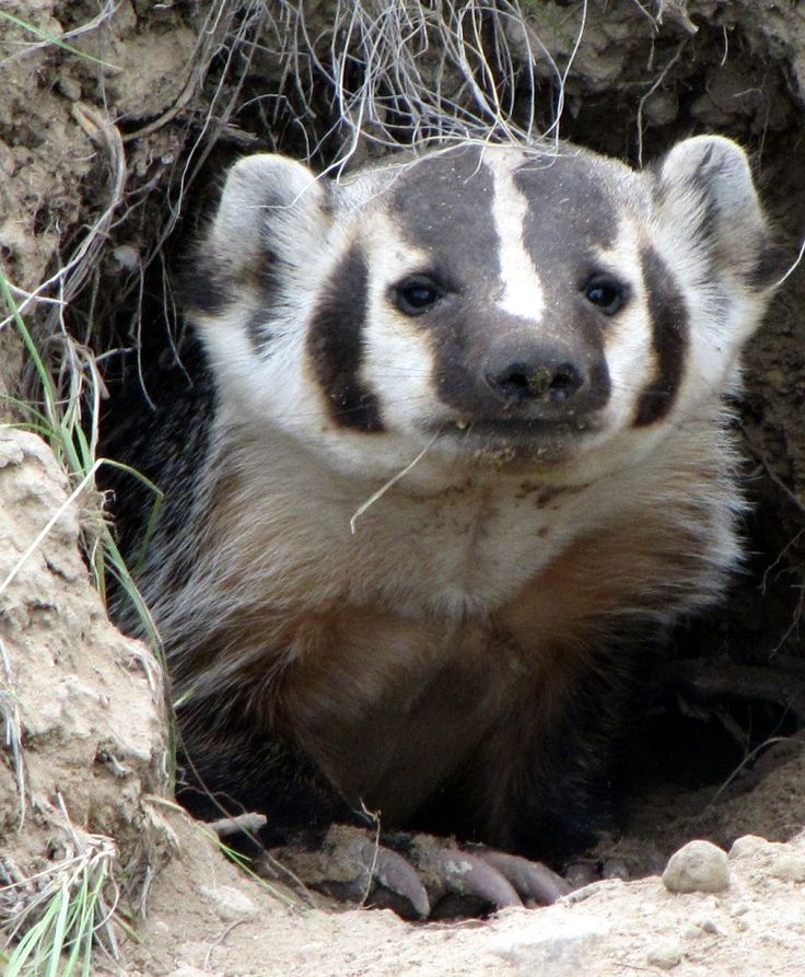 <p><em>Taxidea taxus</em></p>