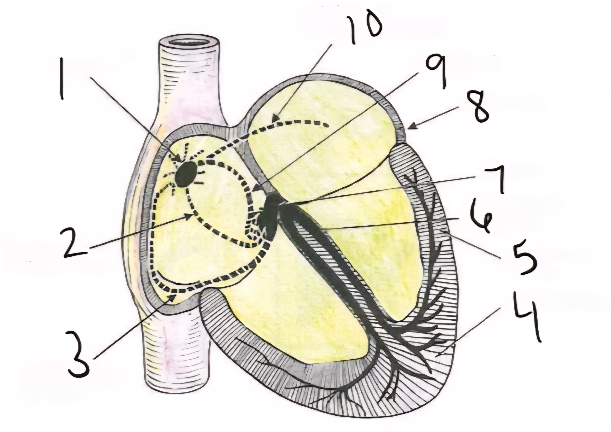term image