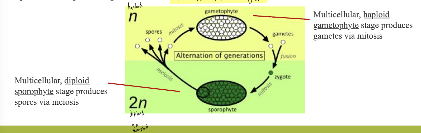 <ul><li><p>All sexually reproducing organisms have diploid and haploid stages</p></li><li><p>Plants’ diploid stage amnd haploid stage are both multicellular</p></li><li><p>Alternation of generations describes the life cycle of organism that have multicellular diploid and haploid</p></li></ul><p></p>