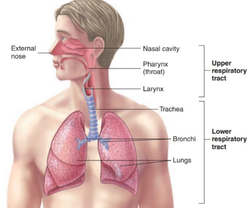 <p>nasal cavity</p>