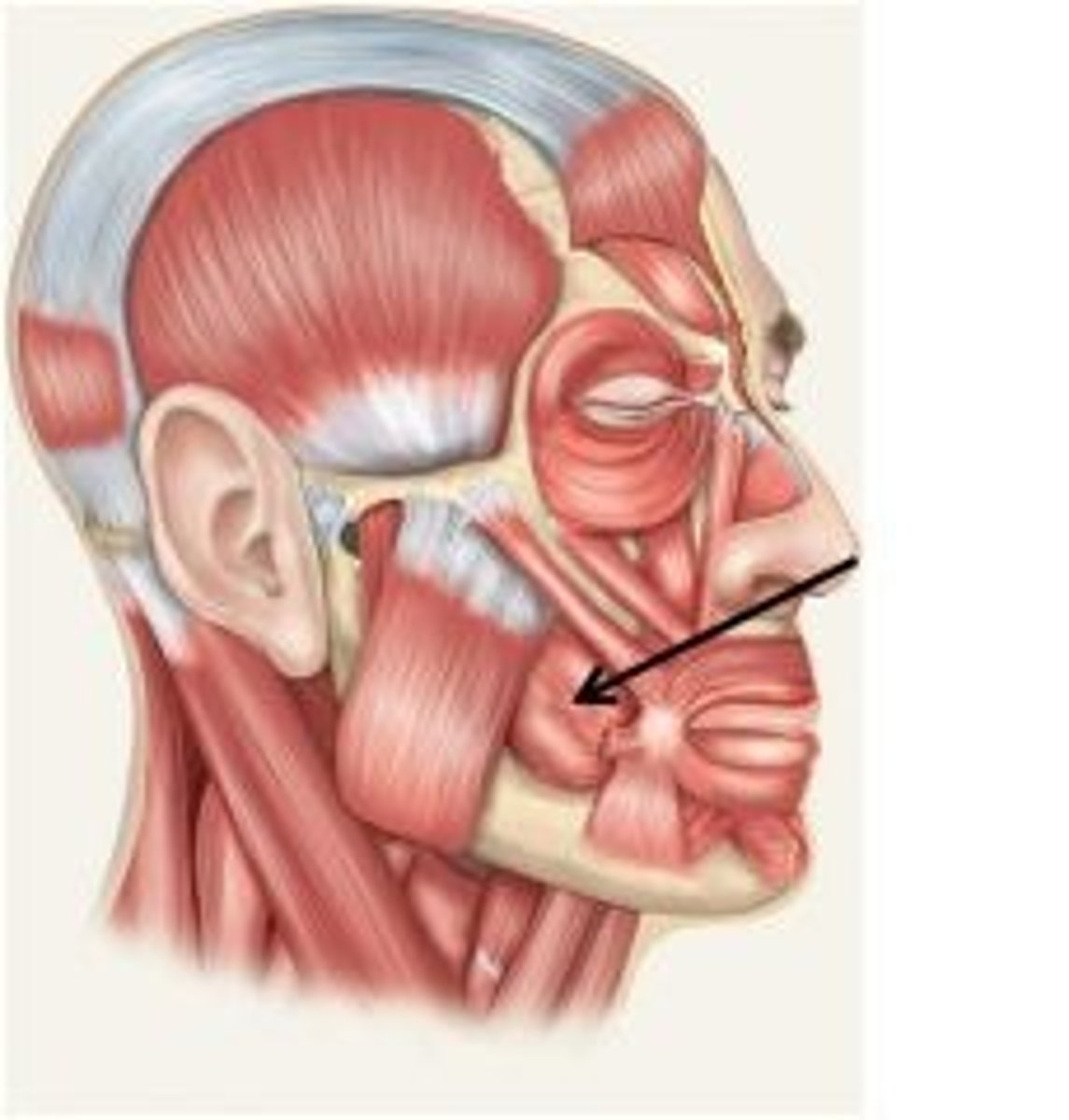 <p>pterygoidmandibular raphe, maxilla (lateral), mandible (lateral body)</p>