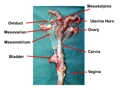 <p>Uterine horn/horns</p>