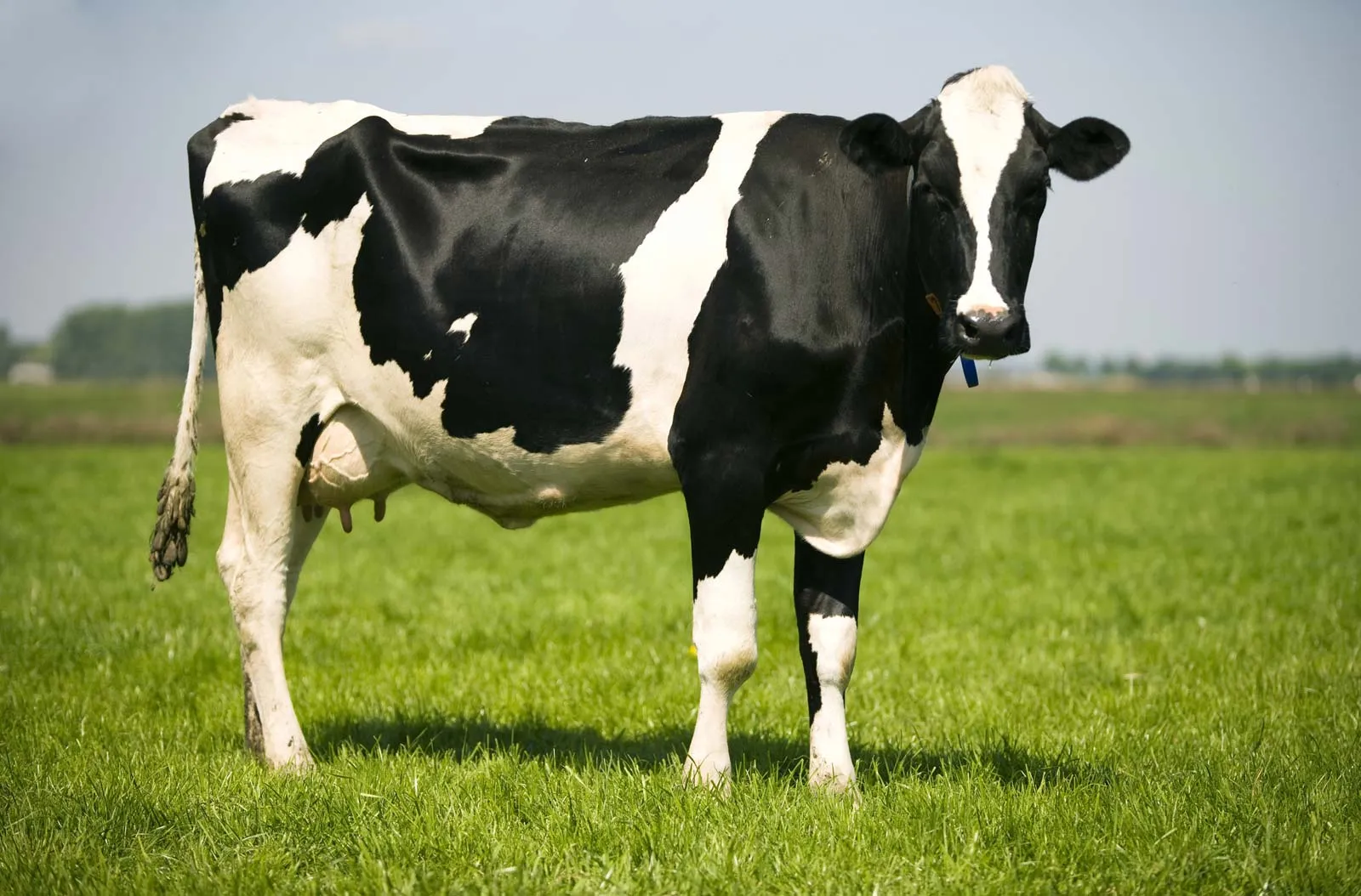 <p>The largest among the dairy breeds. Rank first among dairy breeds in average milk produced and fifth among the dairy breeds in average milkfat produced per cow.</p>