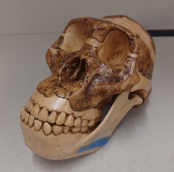 <p>What skull is this?</p>
