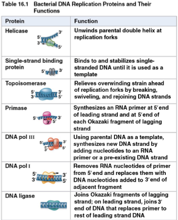 <p>proteins that paricipate in DNA replication- may be stationary </p>