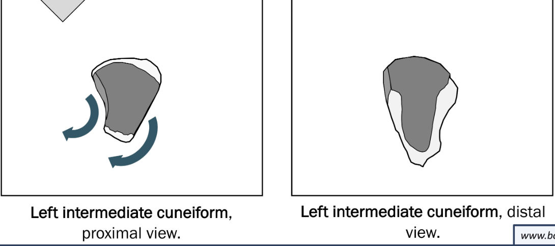 <p>tip points to the side where its from</p>