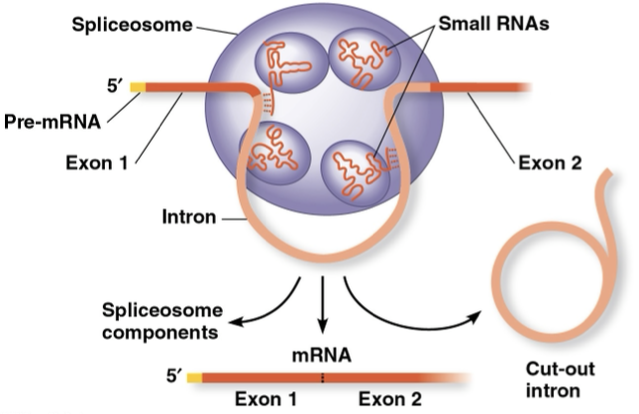 <p>removal of introns, and noncoding segments, by spliceosomes</p><p>spliceosomes- proteins and several small RNA that recognize <mark data-color="yellow" style="background-color: yellow; color: inherit">splice sites</mark></p><p>exons- translated into amino acids and expressed</p>
