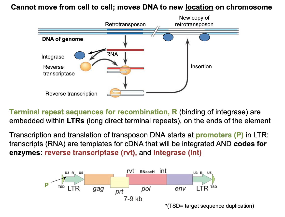 <p>promoters (P) in LTR: transcripts (RNA) are templates for cDNA that will be integrated AND codes for enzymesL reverse transcriptase (rvt) and integrase (int) </p>
