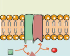 <p>Enzyme Proteins</p>