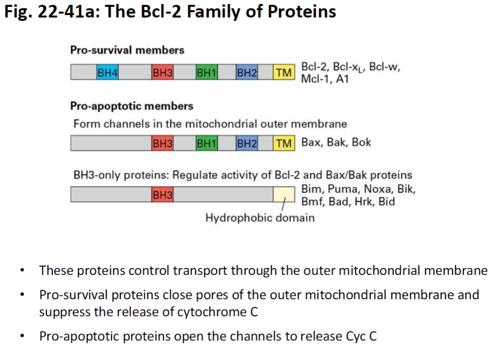 <p><strong>Function</strong><br> Control transport through outer mitochondrial membrane</p><p><strong>Pro-Survival Proteins</strong><br> Close pores in outer mitochondrial membrane<br> Suppress release of cytochrome c</p><p><strong>Pro-Apoptotic Proteins</strong><br> Open channels in outer mitochondrial membrane<br> Promote release of cytochrome c into cytosol</p>