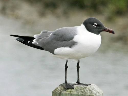 <p>Larus atricilla</p>