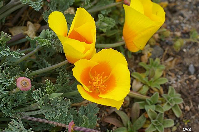 <p>Yellow</p><p>Shorter foliage in dune</p><p>Form only found on coast</p>