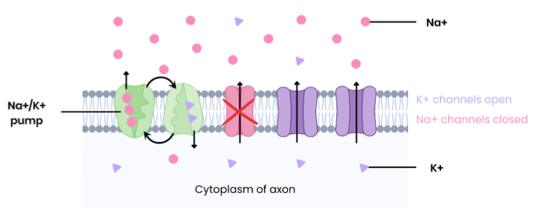 <ul><li><p>Na<sup>+</sup>/K<sup>+</sup> actively transports: </p></li><li><p>→ 3 Na<sup>+</sup> out of axon and 2 K<sup>+</sup> into axon </p></li><li><p>creating an electrochemical gradient </p></li><li><p>→ higher K<sup>+</sup> concentration inside and higher Na<sup>+</sup> concentration outside </p></li><li><p>Differential membrane permeability: </p></li><li><p>→ more permeable to K<sup>+</sup> → move out by facilitated diffusion </p></li><li><p>→ less permeable to Na<sup>+</sup> (closed channels)</p></li></ul><p></p>