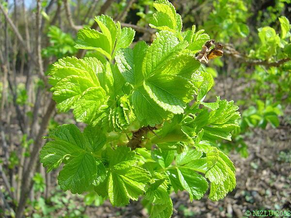 <p><span>růže svraskalá</span></p>