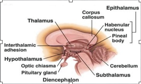 <p>connects limbic system to forebrain and other parts </p><p>structures: </p><ul><li><p>pineal gland: produces melatonin</p></li><li><p>habenula </p></li><li><p>stria medullar is</p></li></ul><p>functions: sleep-wake cycle, olfactory reflexes </p><p></p>