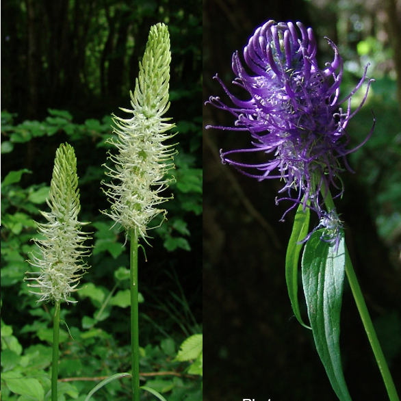 <p>Campanulaceae</p>