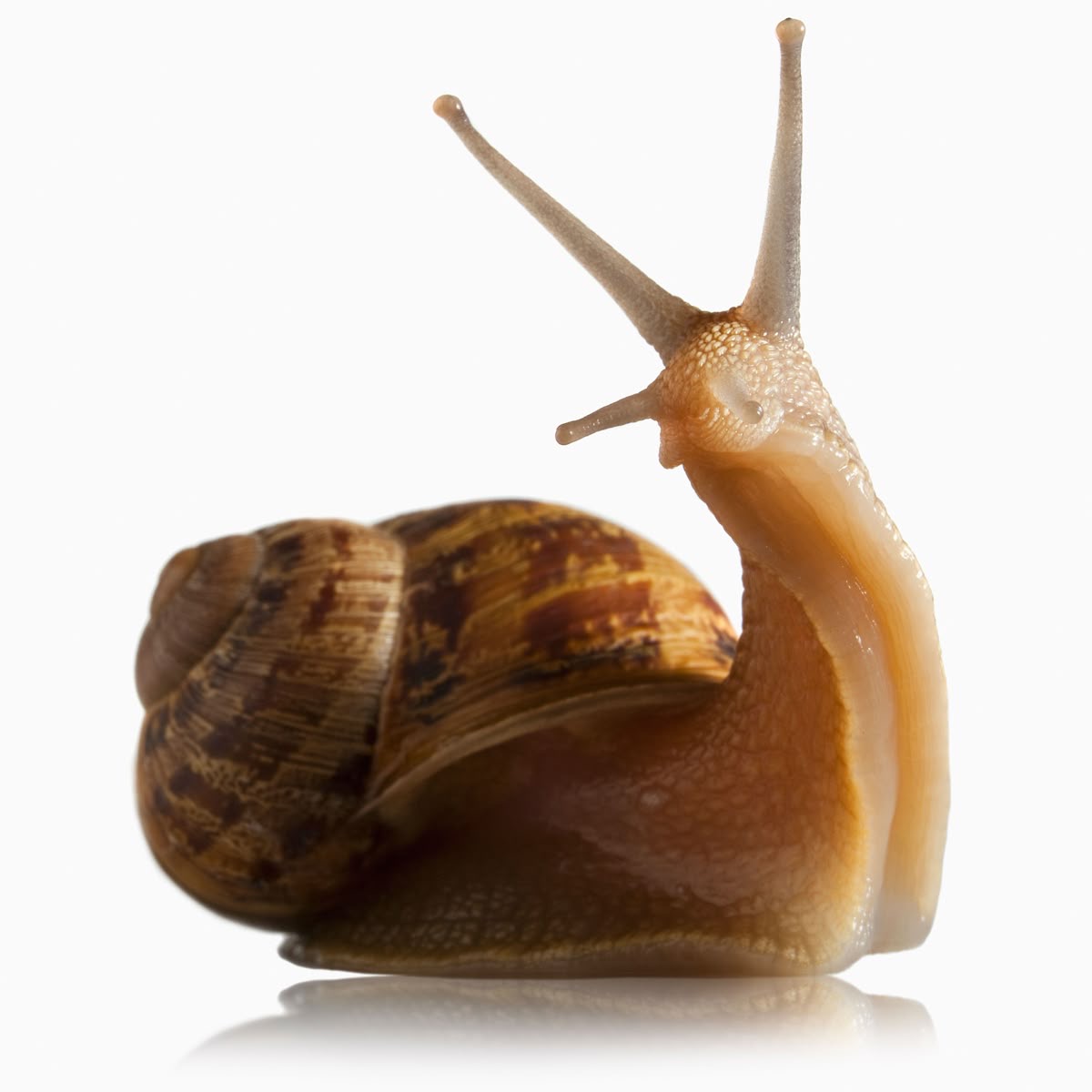 <p>Snails</p>