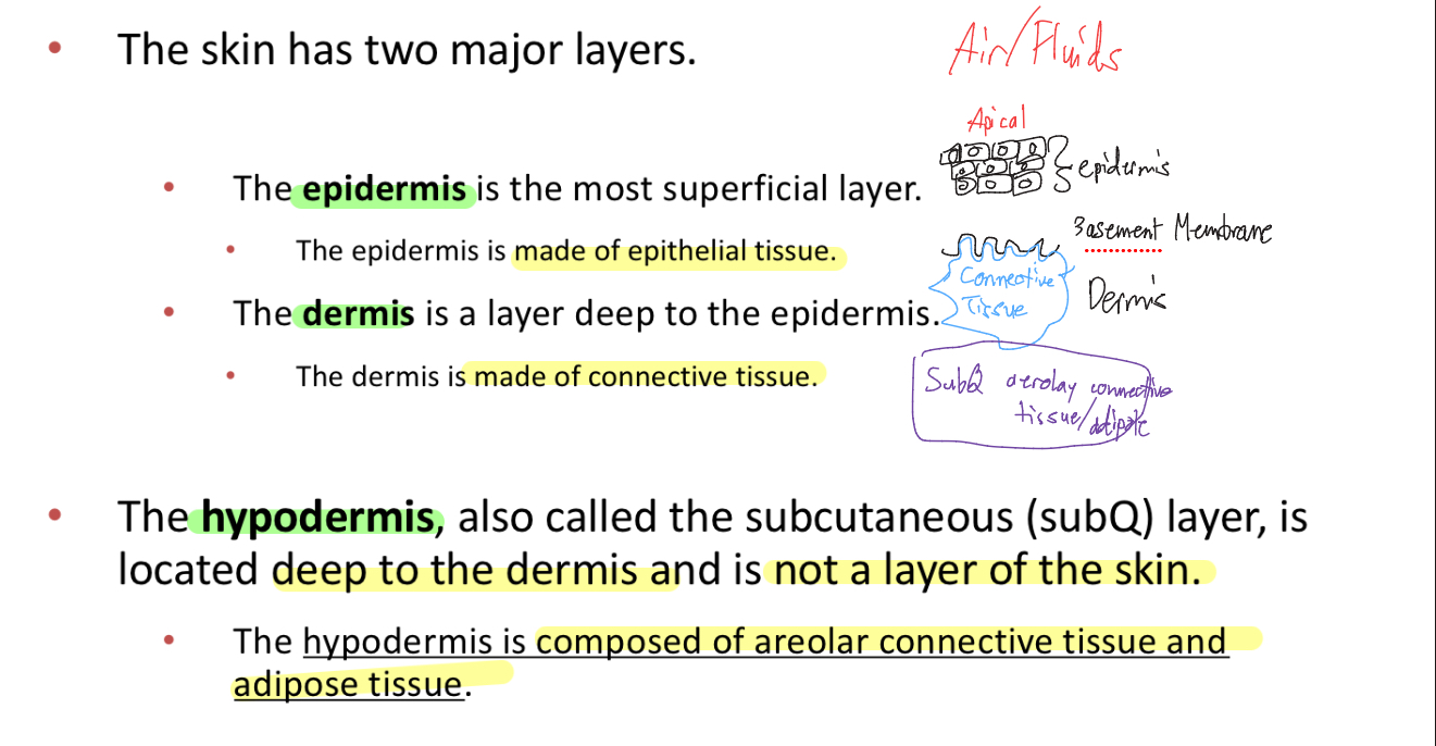 <p><span style="font-family: UICTFontTextStyleBody; font-size: 19.09px;">-Epidermis: superficial, made of epethelial tissue</span></p><p class="p1"><span style="font-family: UICTFontTextStyleBody; font-size: 19.09px;">-Dermis: deep to epidermis, made of connective tissue</span></p><p class="p1"><span style="font-family: UICTFontTextStyleBody; font-size: 19.09px;">-Hypodermis/Subq: deep to dermis, not a layer of skin, made of areolar connective and adipose tissue</span></p>