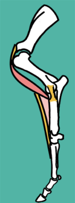 <p>Scapula →<strong> Serratus ventralis muscle&nbsp;</strong></p><ul><li><p>Suspends weight of the body between the forelimbs</p></li></ul><p></p><p>Prevention of flexion:</p><ul><li><p>Shoulder →<strong> biceps brachii</strong></p></li><li><p>Elbow → caudal collateral ligaments + the alignment of the bones&nbsp;</p></li><li><p>Carpus → lacertus fibrosis (fibrous tendon that attaches biceps brachii to metacarpals)</p></li></ul><p></p>