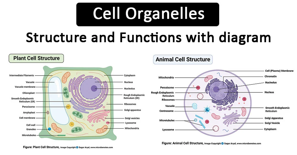 <p><span>Structures within a living cell.</span></p>