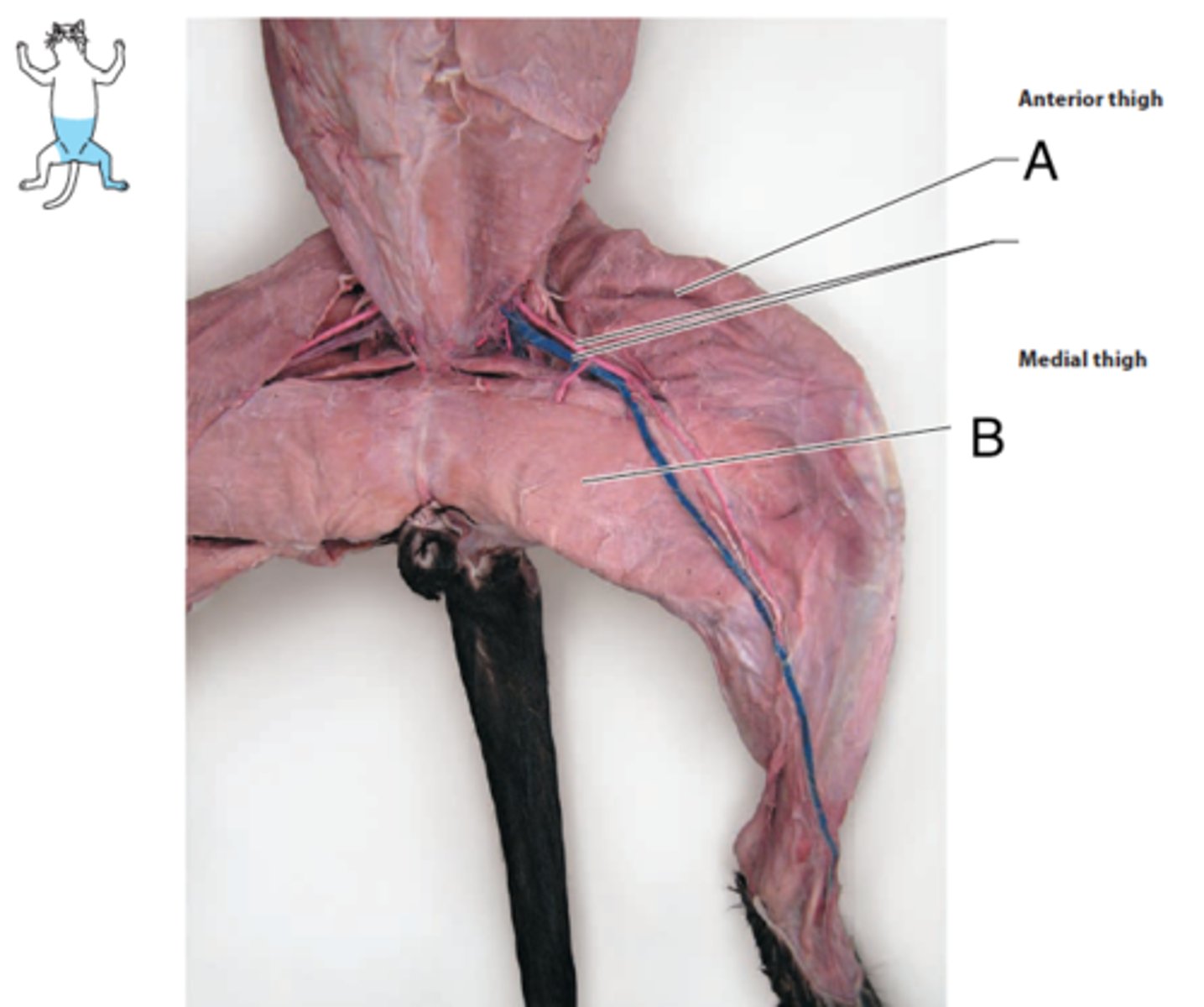 <p>What is the muscle indicated by letter A? What is an attachment point and function?</p>