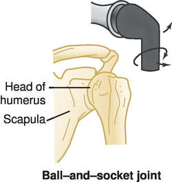 <p>Which type of joints have the spherical head of one bone fit into a socket of another bone?</p><p>Example: hip and shoulder joints</p>