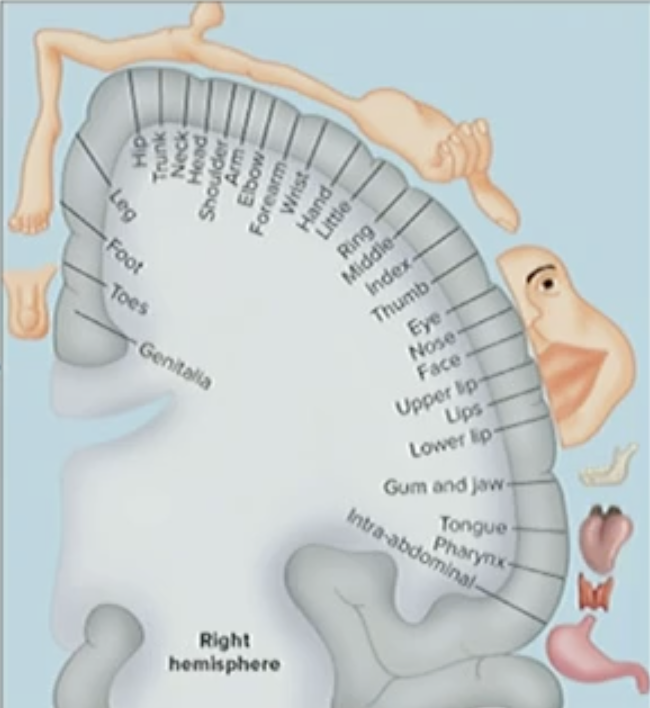 <p>Homunculus</p>