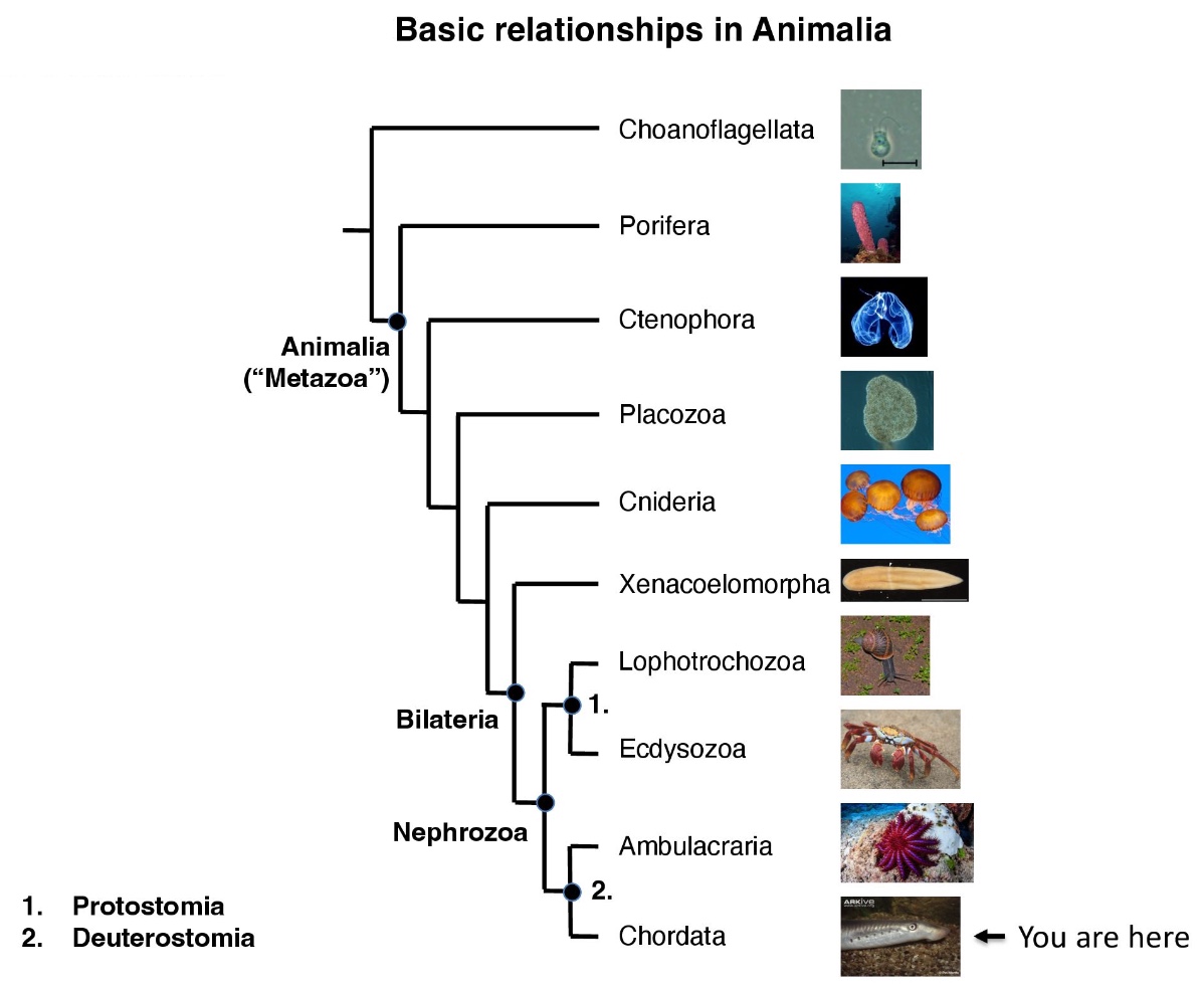 <p>A diverse clade of multicellular organisms, which is within a eukaryote clade and is a sister-taxon to Choanoflagellata</p><p>Bilateria = a diverse animal clade that is diagnosed by a single plane of symmetry (bilateral) along the body</p><p>Nephorozoa = diagnosed by having digestive tracts and organs for excreting waste</p><p>Protostomia = early formation of an opening in the embryo forms the mouth (Lophotrochozoa and Ecdysozoa)</p><p>Deuterostomia = early formation of an opening in the embryo forms the anus (Ambulacraria and Chordata)</p>