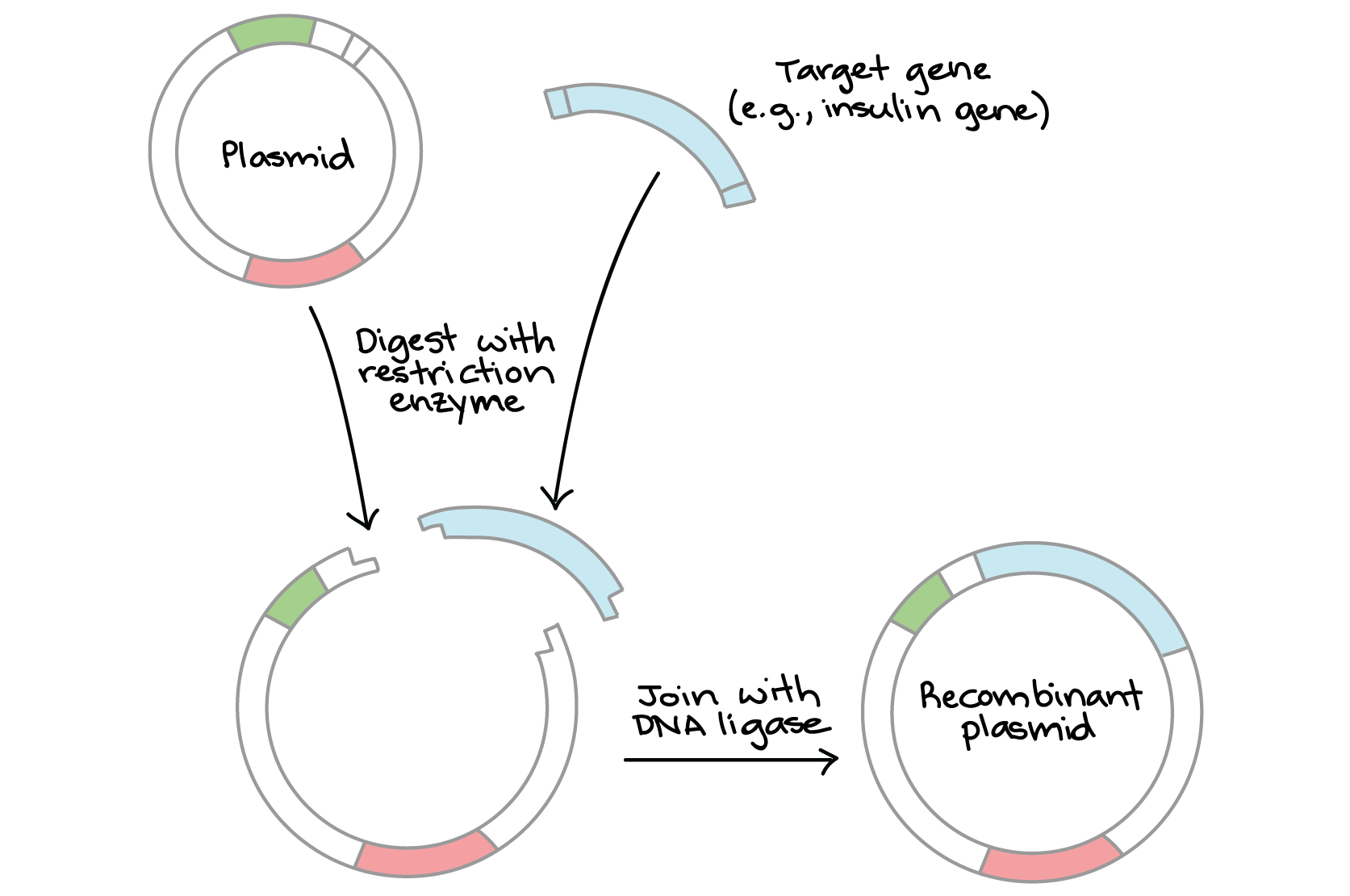 <p>The organism must be inserted with the DNA and in order to deliver the DNA there must be a vector (plasmids: circular pieces of DNA) </p><ul><li><p>Restriction enzyme will bind to certain sequences, cut and then allow fo insertion of foreign DNA</p></li><li><p>Will allow for insertion and matching of the DNA as it was cut with the same restriction enzyme</p></li><li><p>Creating matching “sticky ends” </p></li></ul><p></p>