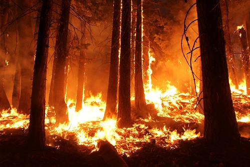 a wild fire