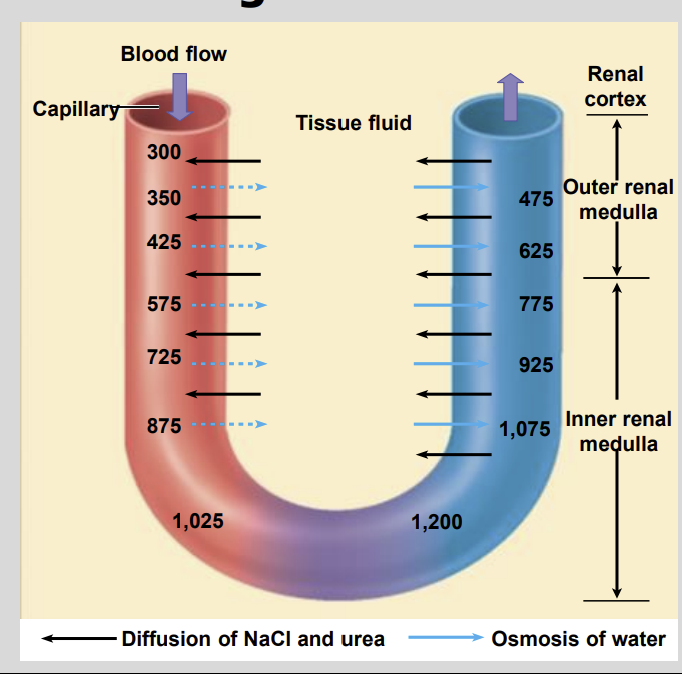<ul><li><p>Vessels that form the Efferent Arteriole</p></li></ul><p></p>