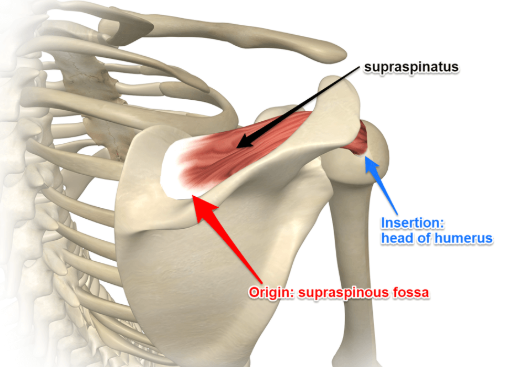 <p>Supraspinatus</p>