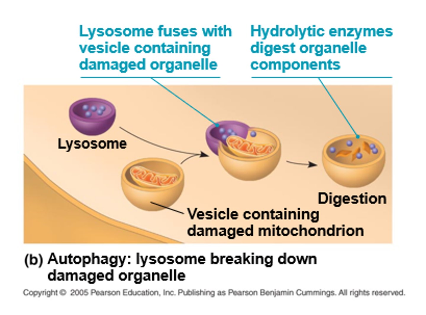 <p>recycle organelles + macromolecules within a cell via autophagy</p>