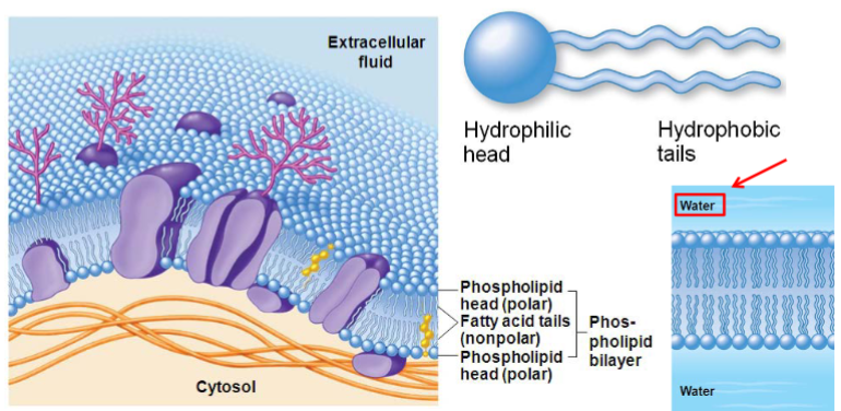<ul><li><p>phospholipid bilayer: </p><ul><li><p>amphipathic lipids (hydrophilic head/lipophilic tails)</p></li><li><p>embedded proteins (some form channels/pores) </p></li></ul></li></ul>