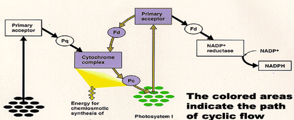 <ul><li><p>a process that occurs during photosynthesis, specifically in the light reactions, and helps produce ATP.</p></li><li><p>Only 1 photosystem (PS I) is used.</p></li><li><p>Water is not split to replace electrons – the electron is “recycled” back to the photosystem.</p></li><li><p>Oxygen is not released.</p></li><li><p>NADPH is not produced: useful when the plant needs more ATP than NADPH for the Calvin Cycle.</p></li><li><p>ATP is produced.</p></li></ul><p></p>