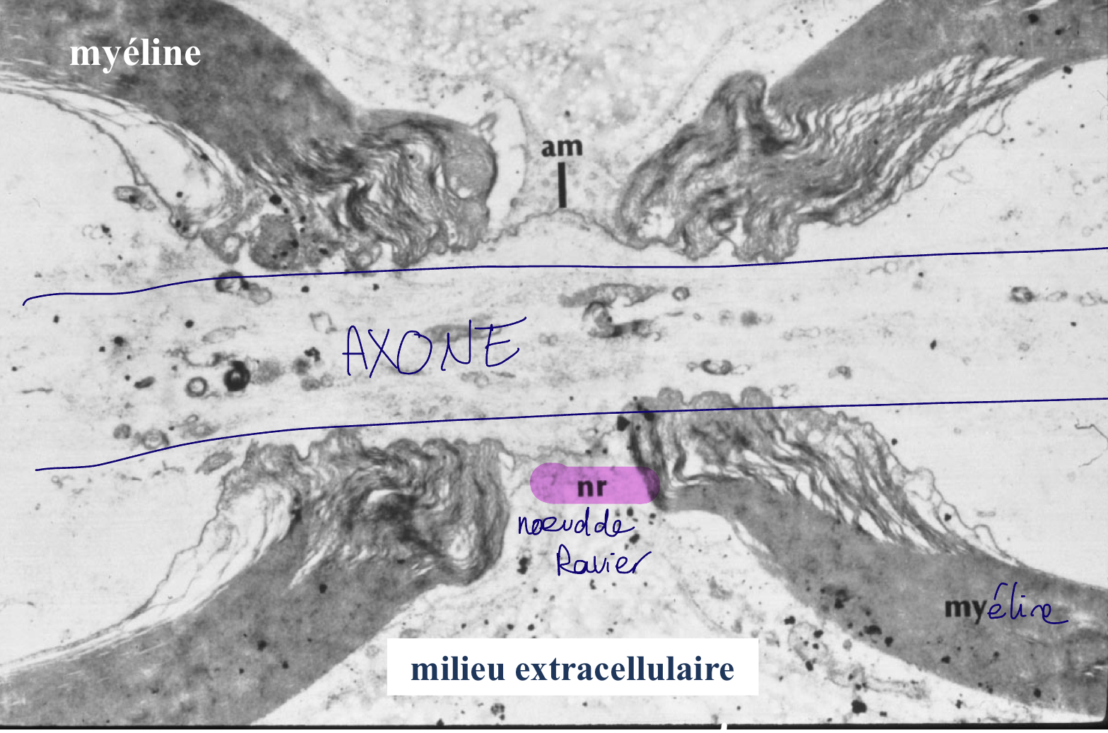 <p>est en contact direct avec le milieu extracell</p>