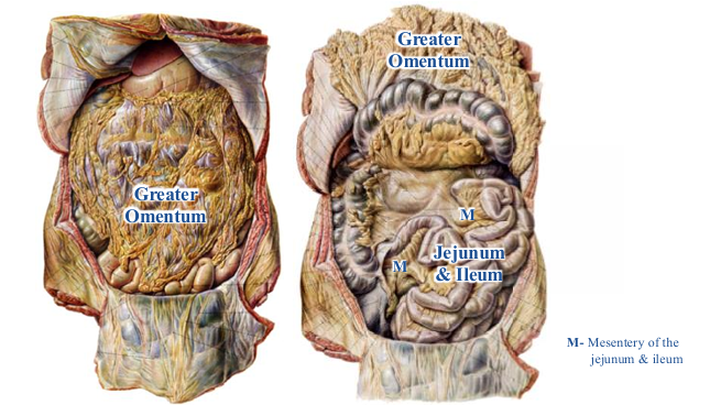 <p>-must reflect greater omentum to see</p><p>-jejunum and ileum intraperitoneal because they are suspended by a mesentery for their entire length</p><p>-mesentery of jejunum and ileum also referred to as “the” mesentery- vessels and nerves run through it</p>