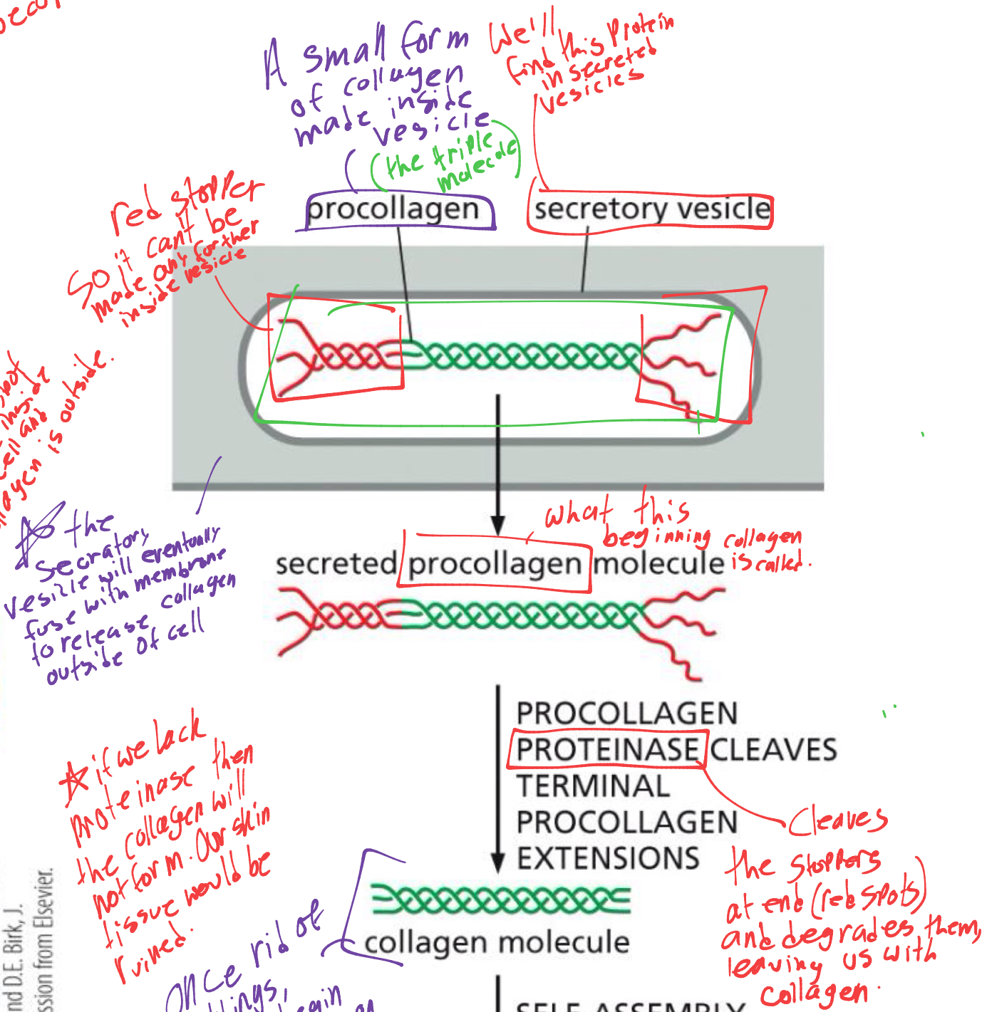 <p>it has red stoppers on the ends of it, to prevent it from growing further inside the vesicle. </p><ul><li><p>when the secretory vesicle fuses with the membrane to release collagen outside of cell, the enzyme PROTEINASE cleaves the red stoppers and leaves us with collagen. </p></li></ul><p></p>