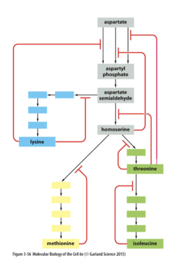 <p>end products of biochemical pathways will inhibit an early step in the pathway (product inhibition), shutting it down</p><p>square line</p>