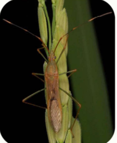 <p>Common name:</p><p>Scientific name: </p><p>Damage: </p><p>Host plant: </p>