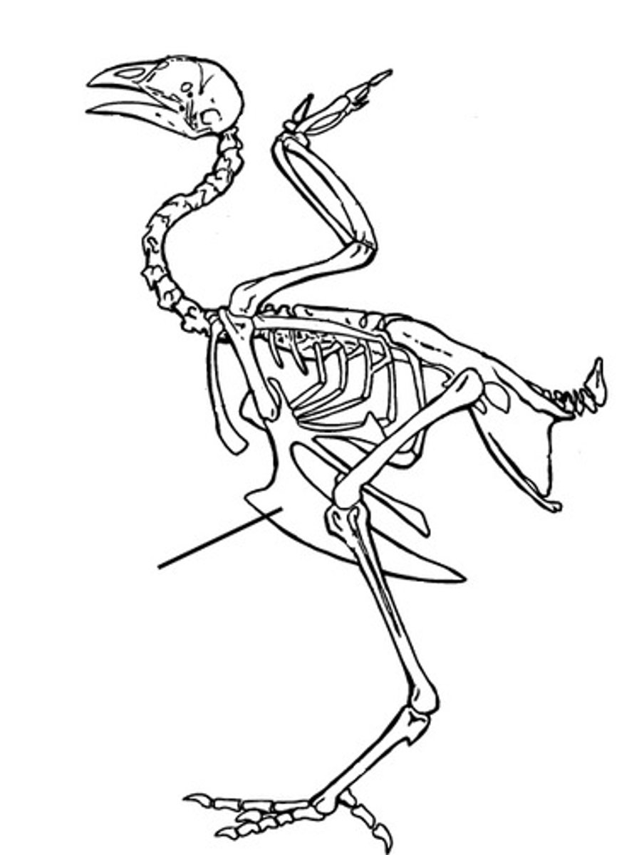 <p>lightweight hollow bones, fusion of bones (i.e. pelvic girdle), and the pygostyle (tail)</p>