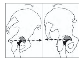 <p>L’antéversion et la rétroversion du bassin</p>