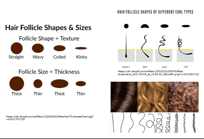 <ul><li><p>shaft is flat and ribbonlike in cross section </p></li></ul><p></p>