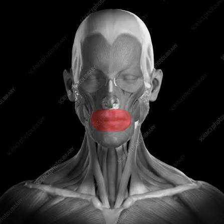 <img src="blob:null/a9876313-ad56-44f7-b244-a7f27840a893"><p>What muscle is highlighted?</p>