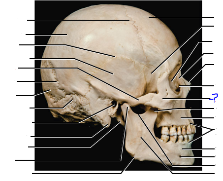 <p>(?) bone</p>