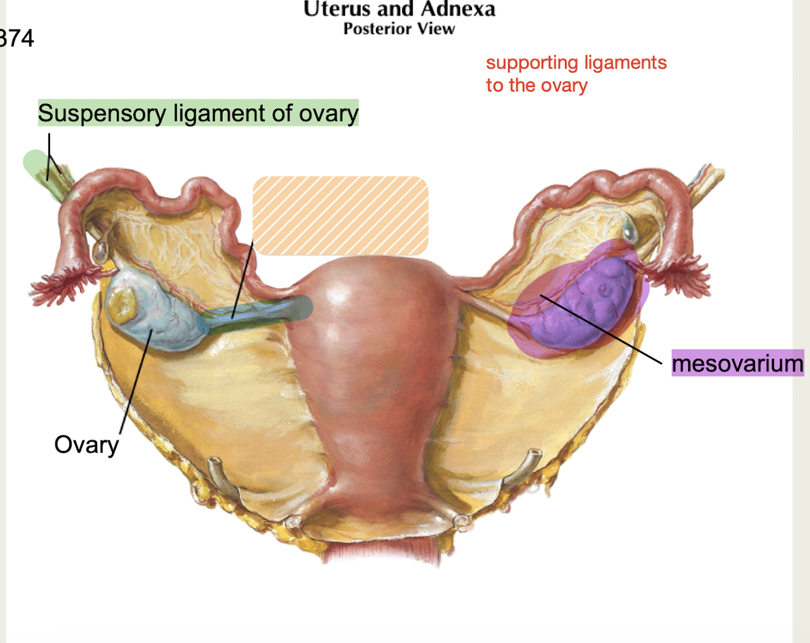 <p>ovarian support from <strong>ovary to uterus</strong></p>