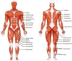 <p>muscular system</p>