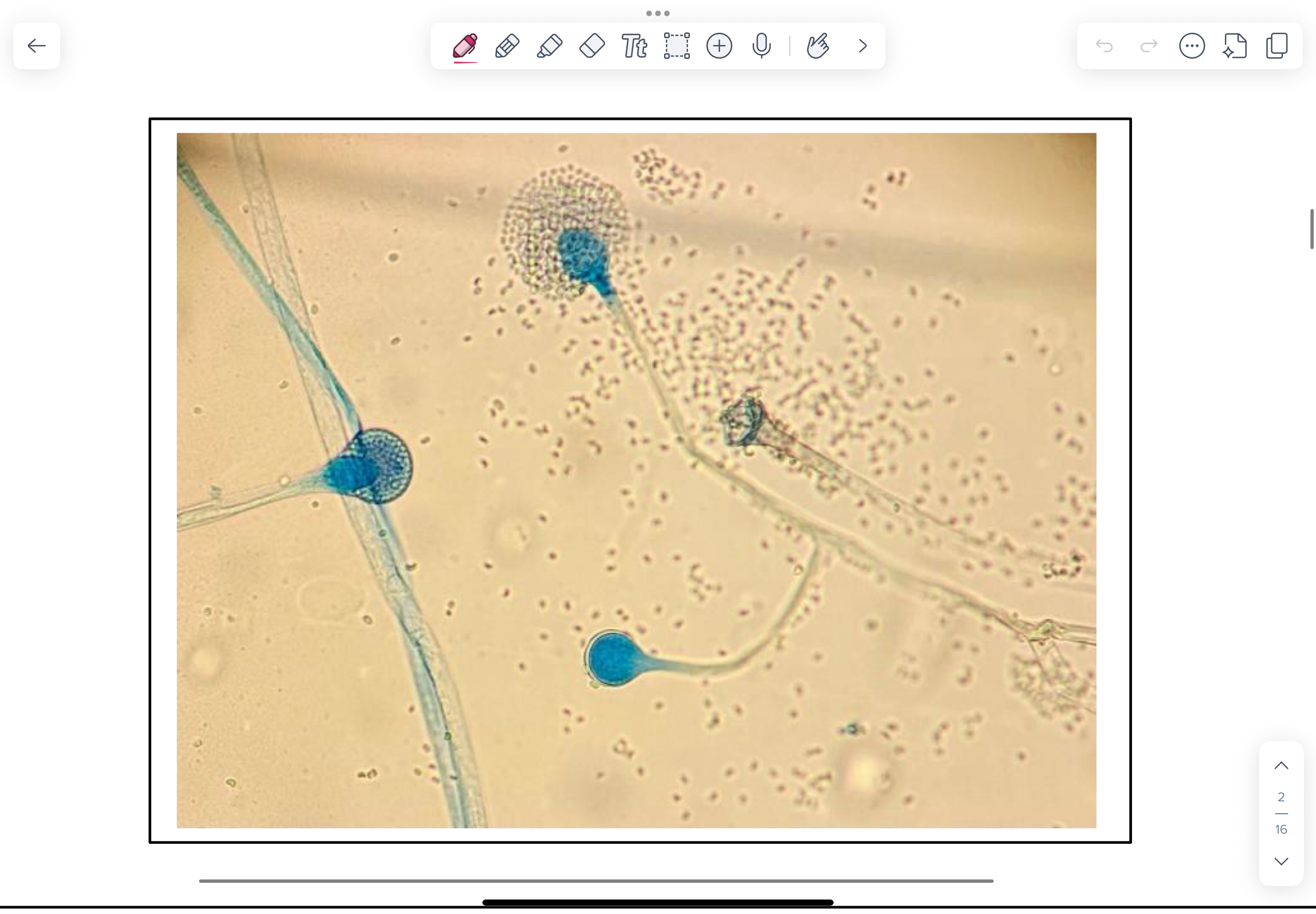 <p>Which species is this on LPCB?</p>