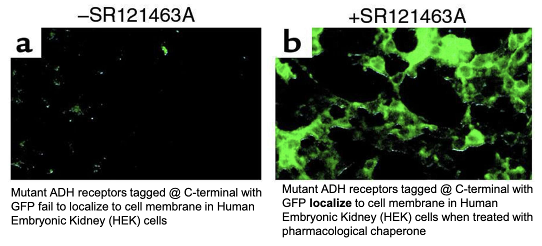 <p>Rescue receptors by:</p><ul><li><p>Promote proper folding of mutant ADH receptors</p></li><li><p>Increase receptor localization to the cell membrane</p></li><li><p>Restore responsiveness to ADH</p></li></ul><p></p>